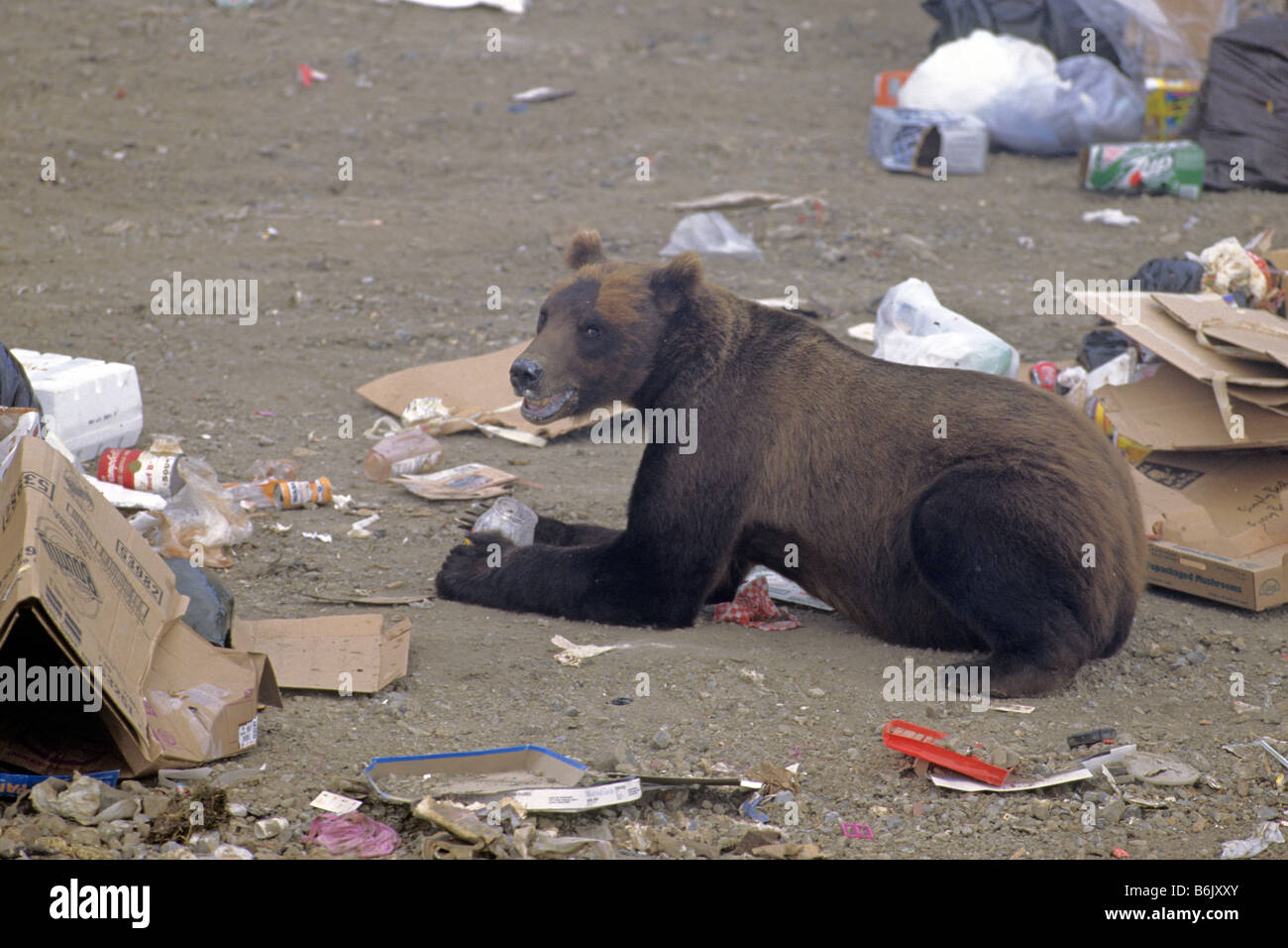 Orso grizzly (Ursus arctos horribilis), che assorbe per adulti su una discarica di rifiuti Foto Stock