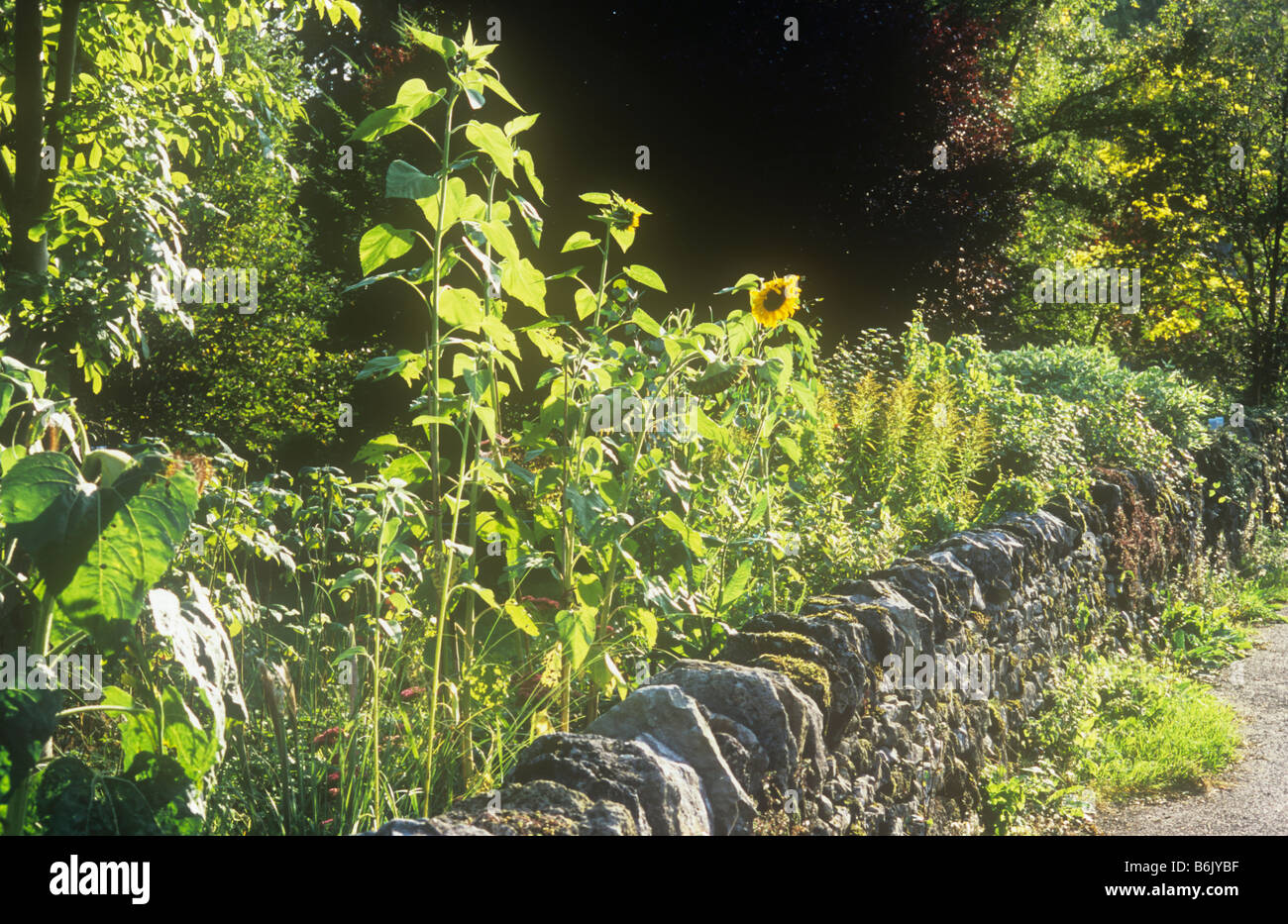 Dettaglio del vicolo del paese e un giardino con una stalattite parete retroilluminato e girasoli verga d'oro e il Maggiociondolo e la fioritura dei ciliegi Foto Stock