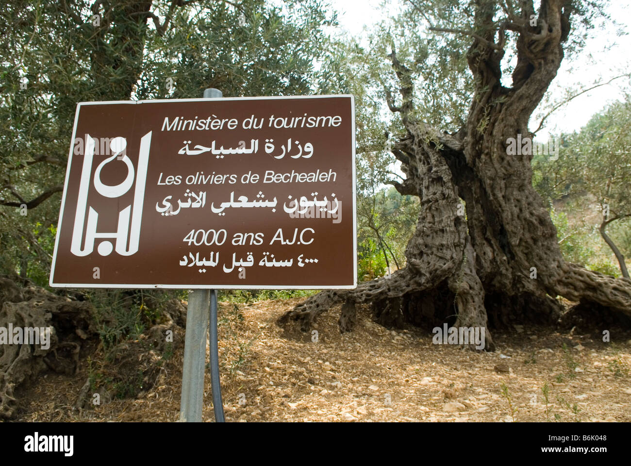 Olive Bechealeh 4000 B.C sito storico del Libano Medio Oriente Foto Stock