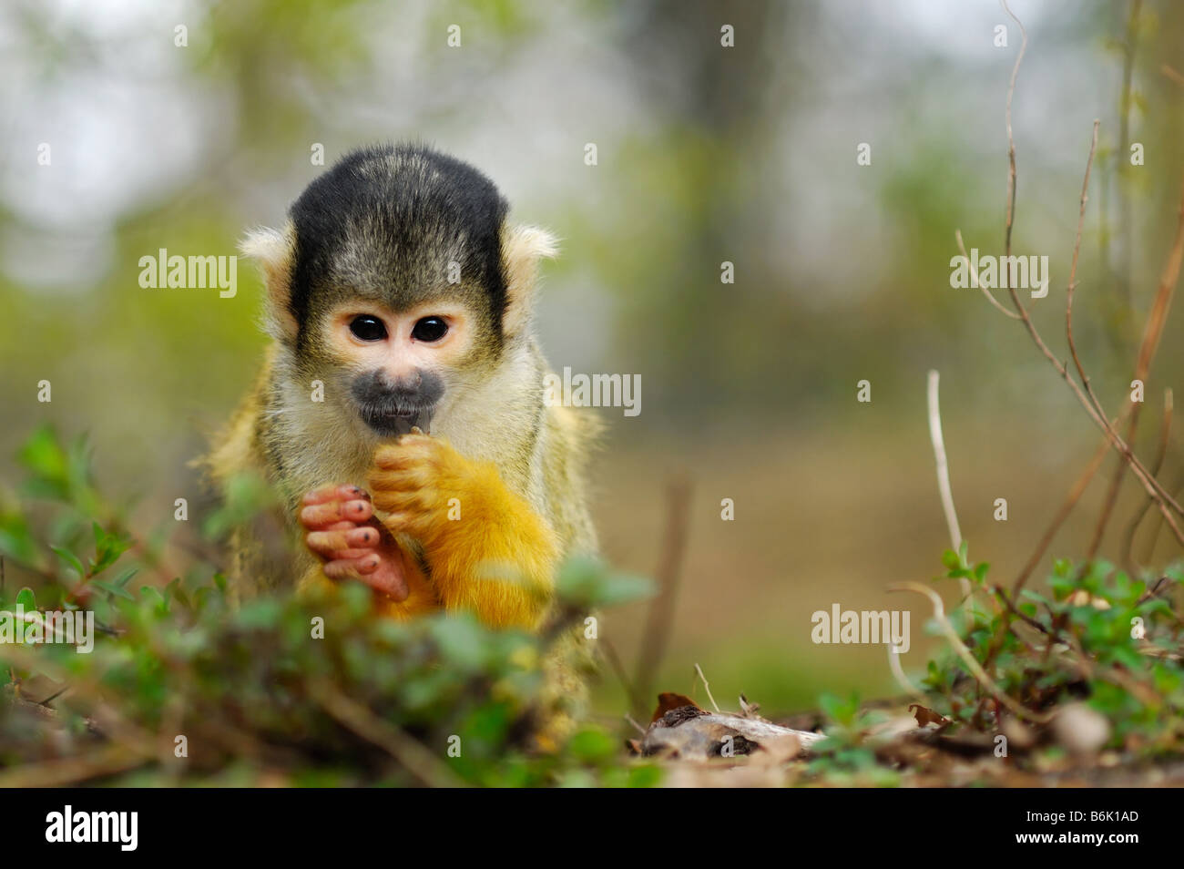 Carino Scimmia di scoiattolo Saimiri sottofamiglia saimiriinae Foto Stock