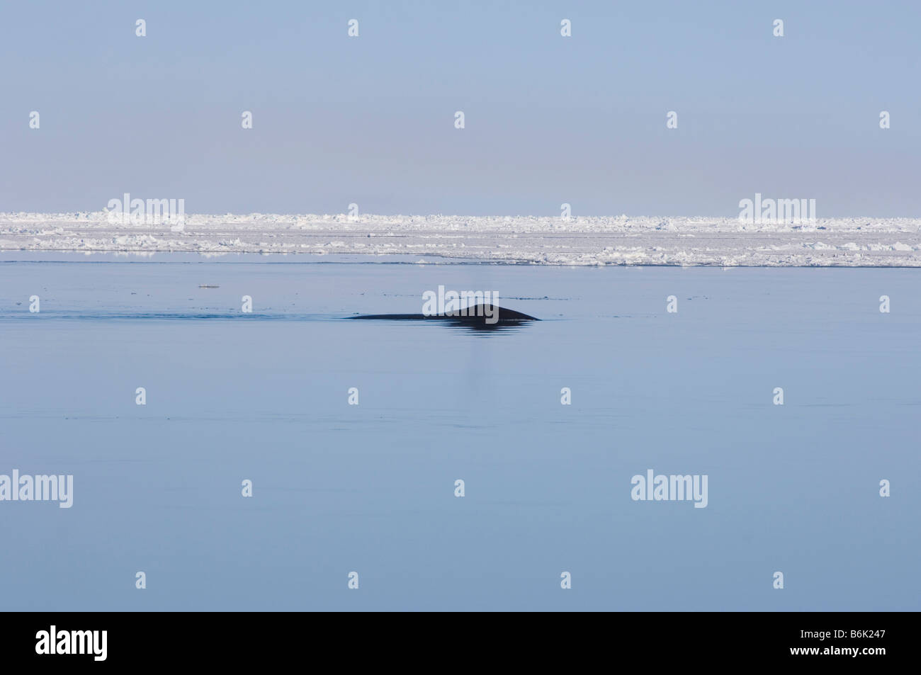 Bowhead whale Balaena mysticetus adulto nuota attraverso un filo interrotto nel pack ghiaccio durante la migrazione a molla Chukchi Sea Foto Stock