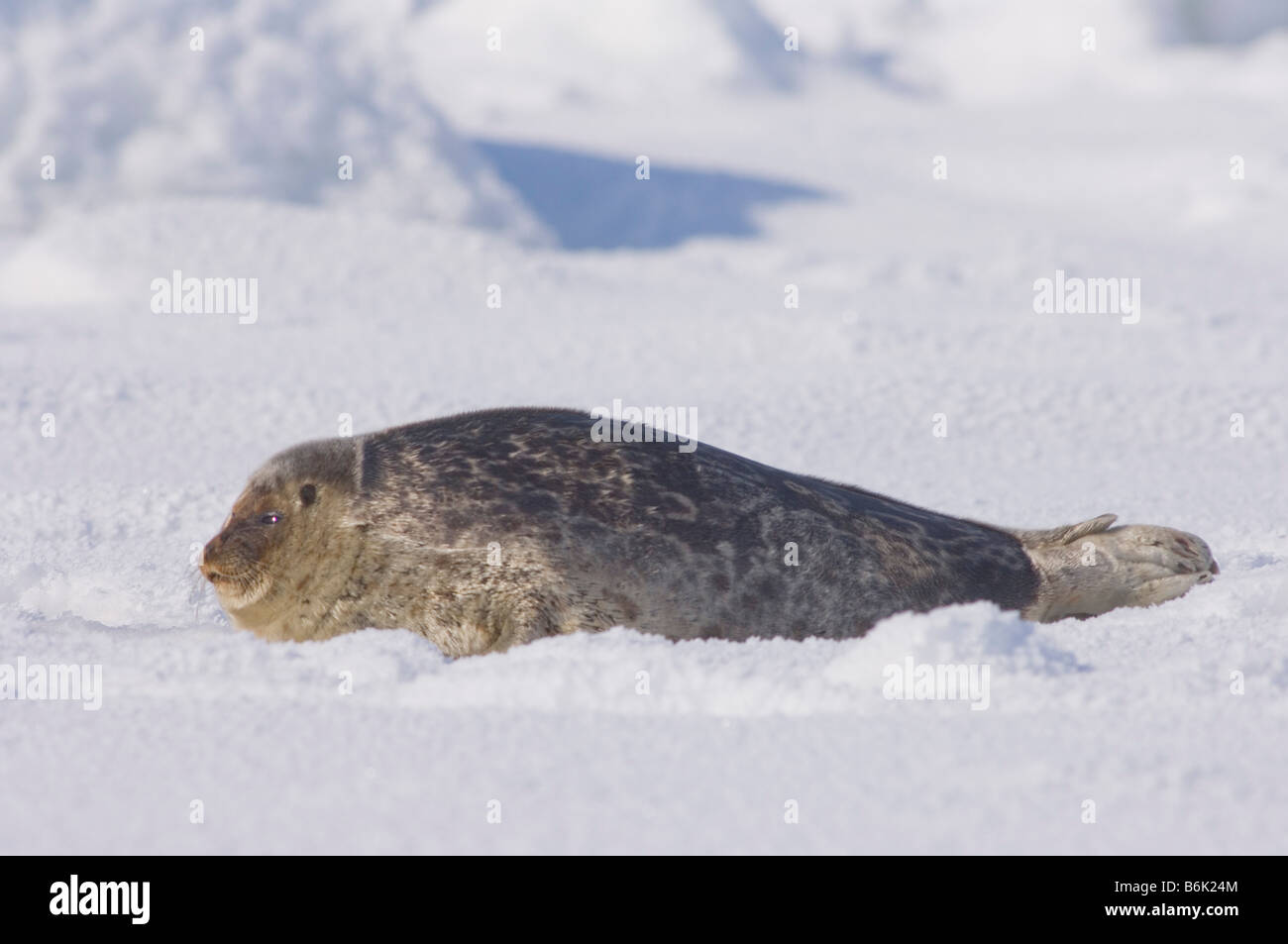 Guarnizione inanellato Phoca hispida adulto si appoggia al di fuori del suo foro per la respirazione sul multi strato di ghiaccio mare Chukchi off l'Artico villaggio costiero Foto Stock