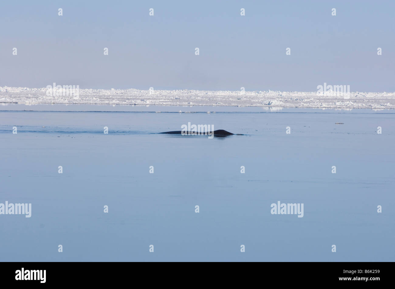 Bowhead whale Balaena mysticetus adulto nuota attraverso un filo interrotto nel pack ghiaccio durante la migrazione a molla Chukchi Sea Foto Stock