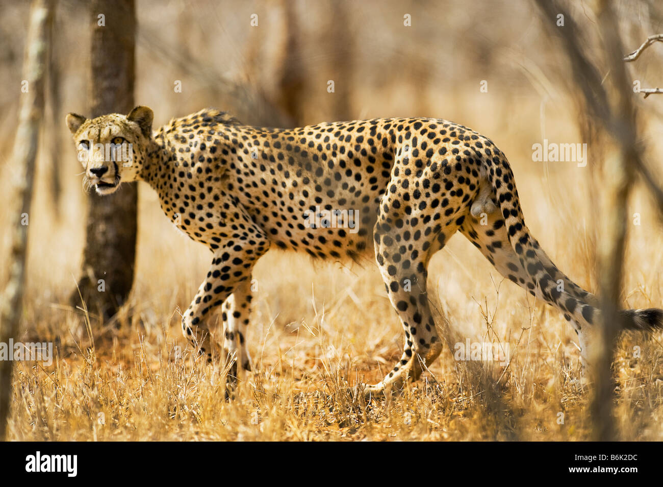 La fauna selvatica cheetah gepard Acinonyx jubatus caccia la caccia esecuzione run guarda cercando maschio perfettamente mimetizzati camouflage bush b Foto Stock