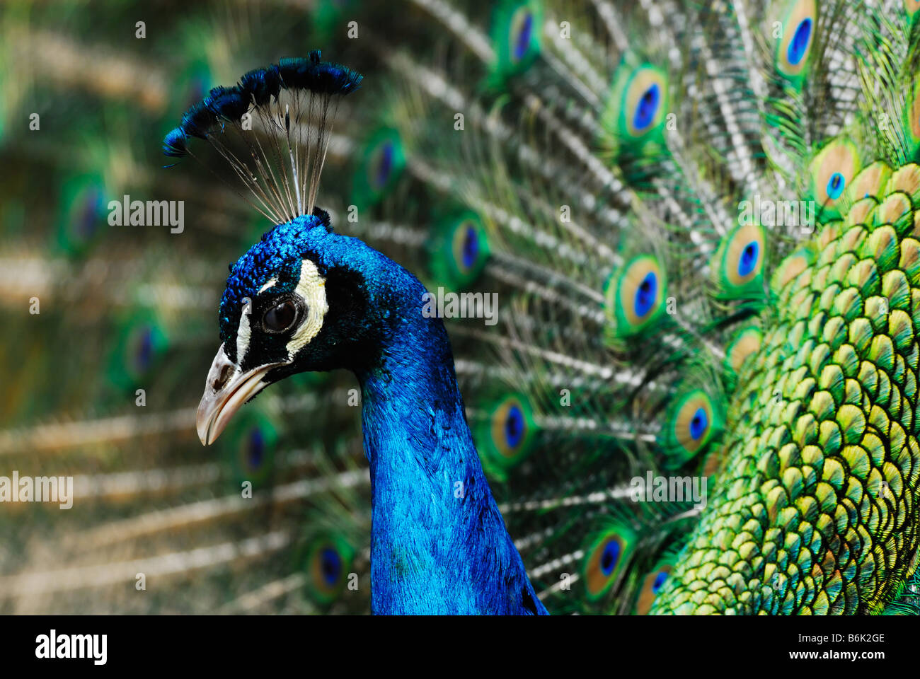 Bel maschio pavone indiano che mostra le sue piume Pavo cristatus Foto Stock