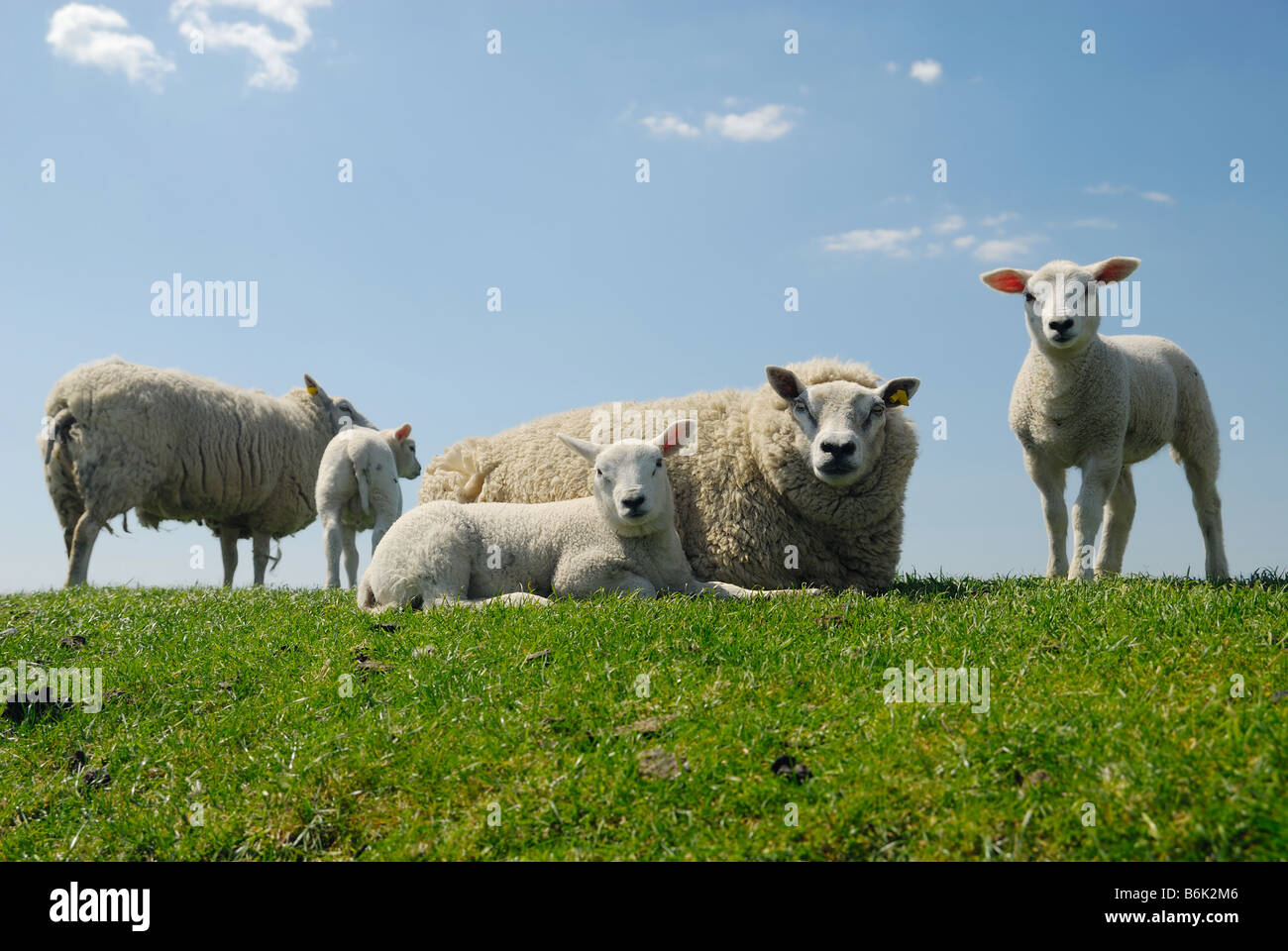 Madre pecora con il suo grazioso agnelli in primavera Foto Stock