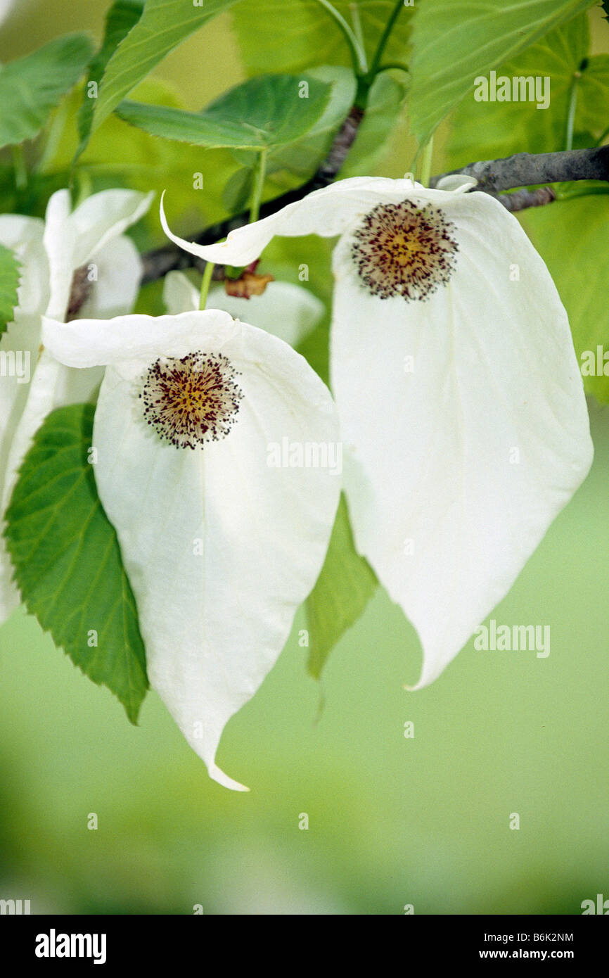 Colomba Tree (Davidia involucrata). Grappolo di fiori con brattee bianco Foto Stock