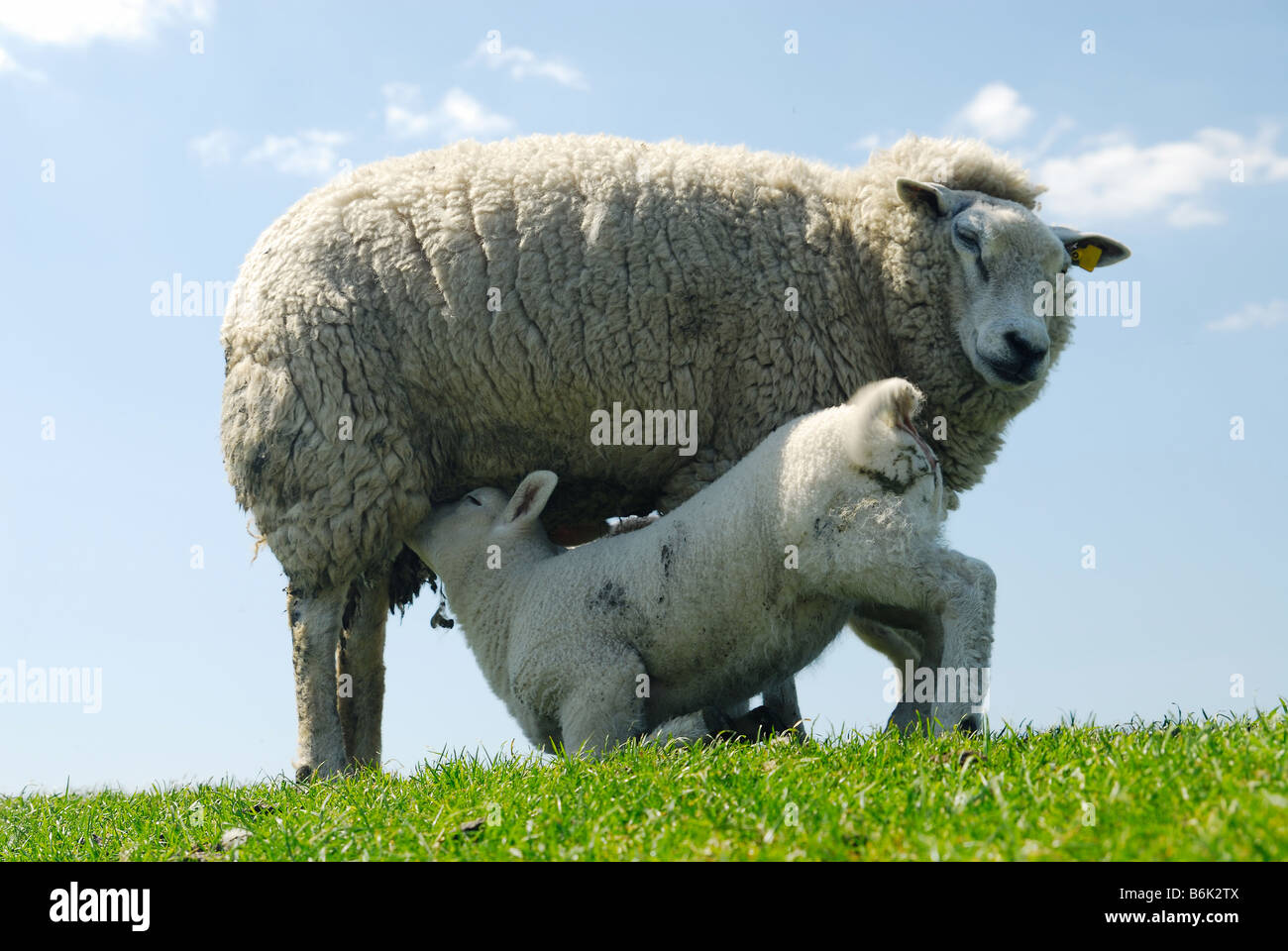 Carino agnello bere latte di pecora madre in Olanda i Paesi Bassi Foto Stock