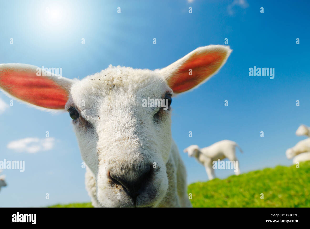 Divertente immagine di un curioso agnello in primavera Foto Stock