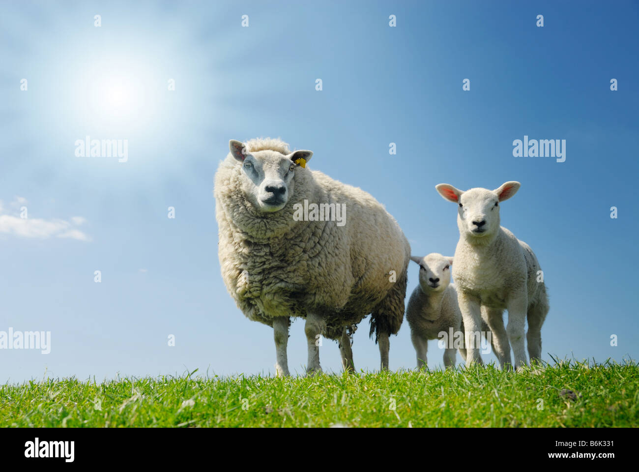 Curioso gli agnelli e le pecore di madre guardando la telecamera in primavera Foto Stock