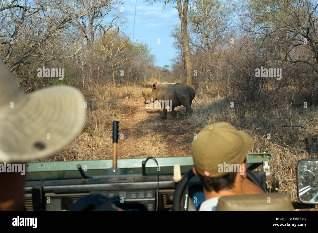 Game Drive avventura Sud-africa veicolo jeep safari persone auto-sud africa strada di attraversamento di rhino rhinoceros selvaggio animale gam Foto Stock