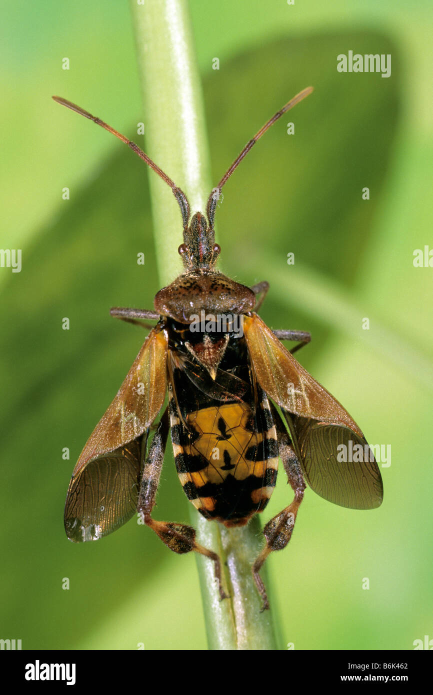 Western Sementi di conifere Bug (Leptoglossus occidentalis) sullo stelo Foto Stock