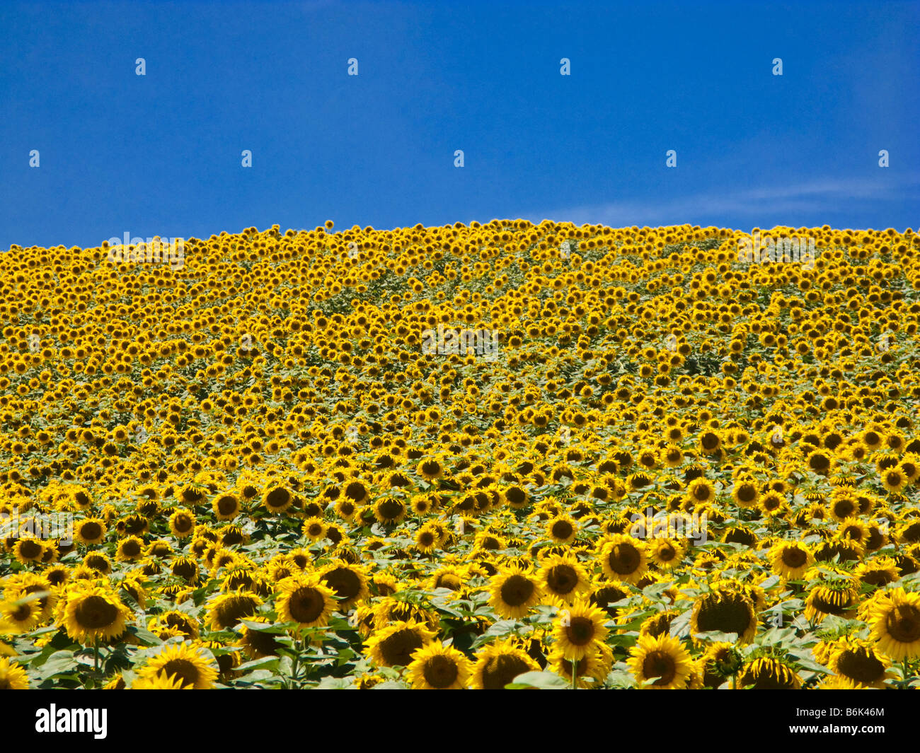 Abbondanza di girasoli maturi che copre un campo nel sud-ovest della Francia, Europa Foto Stock