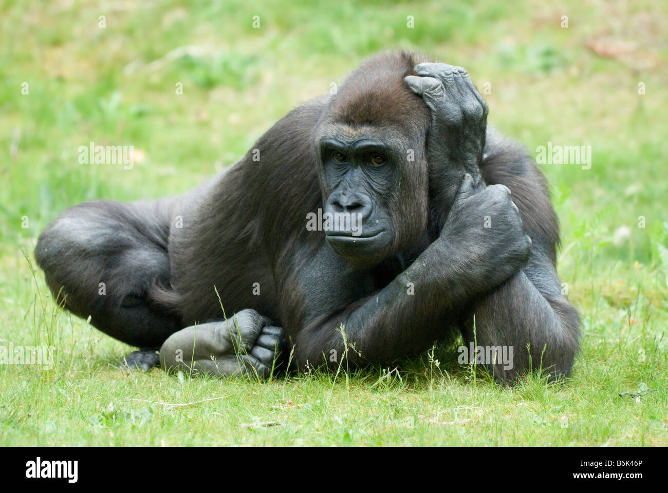 In prossimità di un grande gorilla femmina Foto Stock