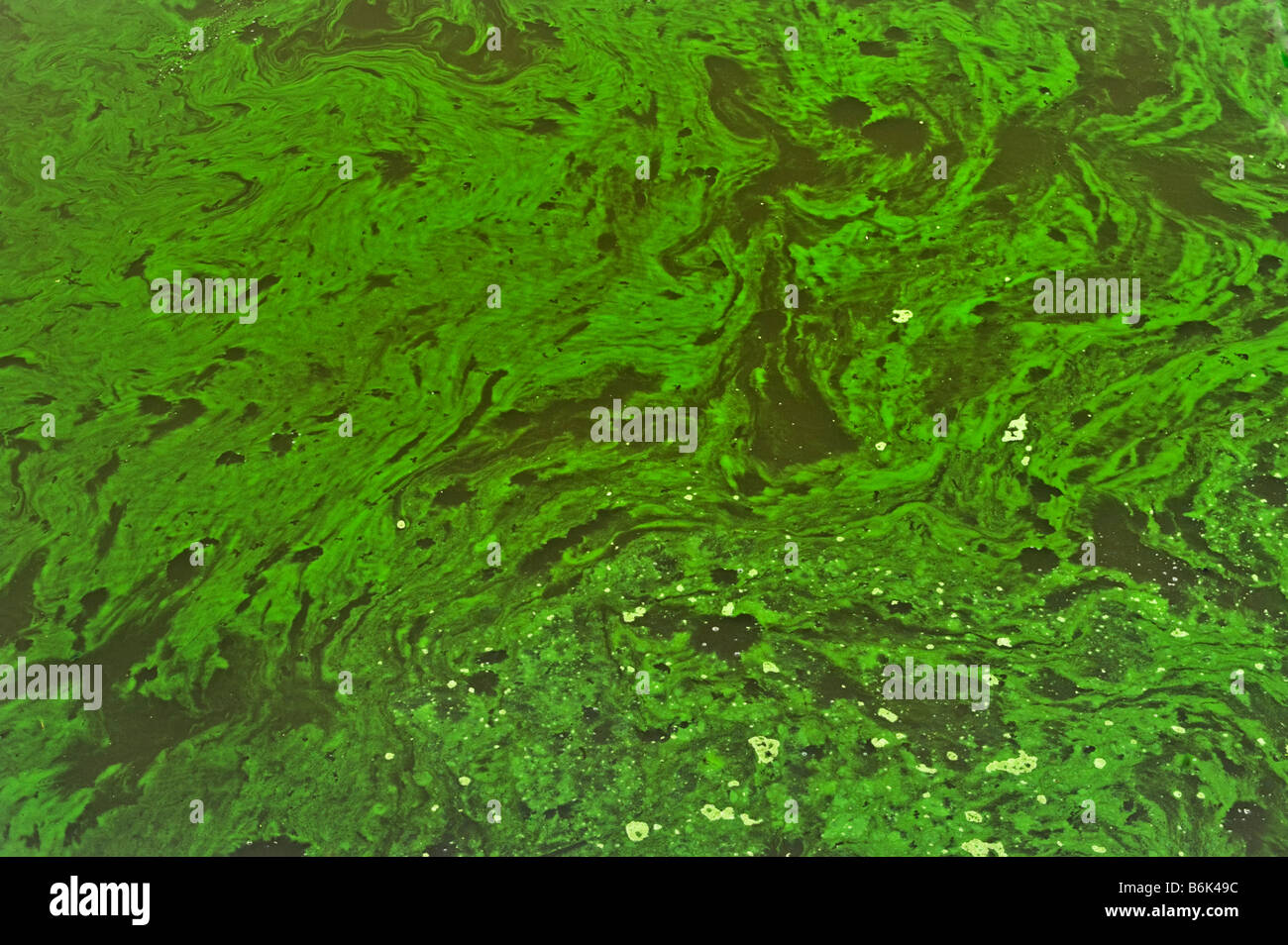 Eutrofizzazione alghe verdi ALGEN limo fanghi ooze fili di ordito sulla superficie di acqua crescita crescono verdi assimilazione processo ad ossigeno di fermen Foto Stock