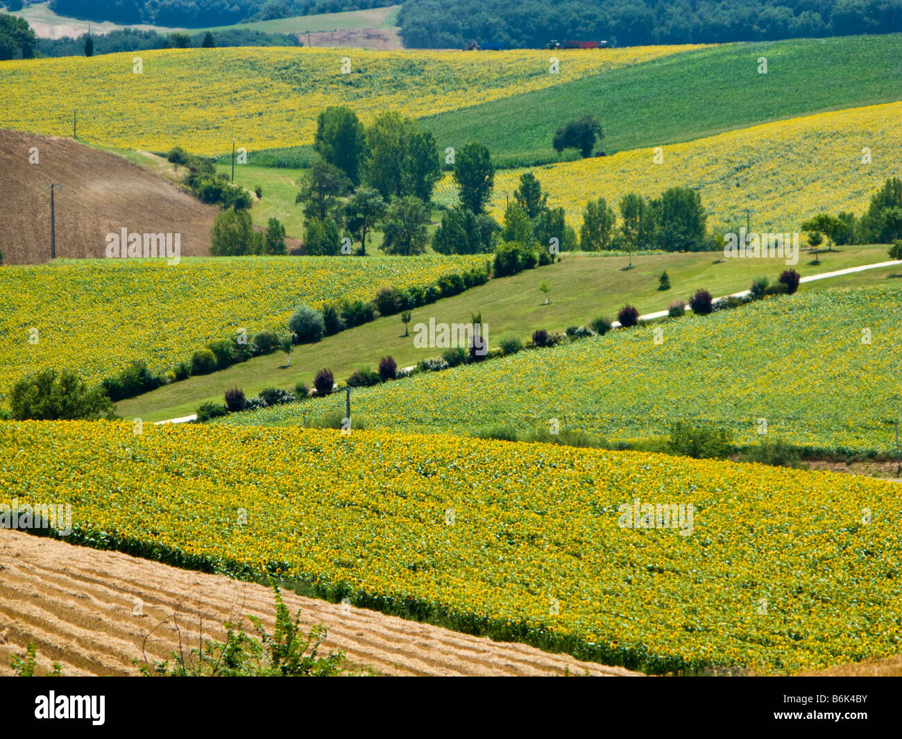 Campagna francese - campi di girasole a Tarn e Garonna, Francia sud-occidentale, Europa Foto Stock