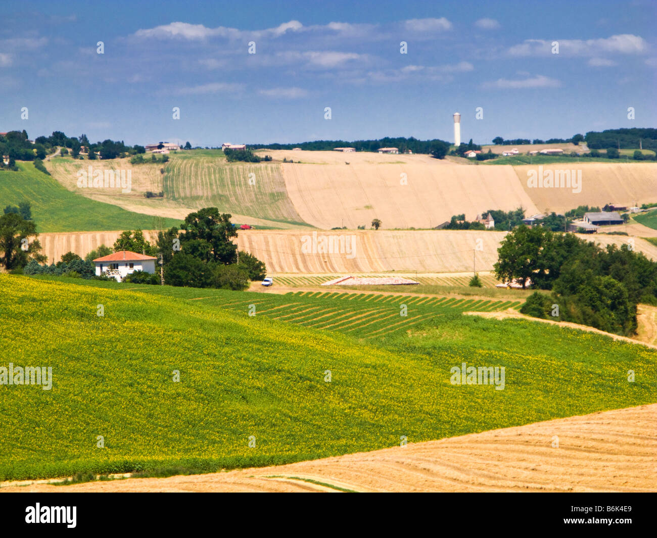 Campi di grano e di girasoli in Tarn et Garonne, sud-ovest della Francia, Europa Foto Stock