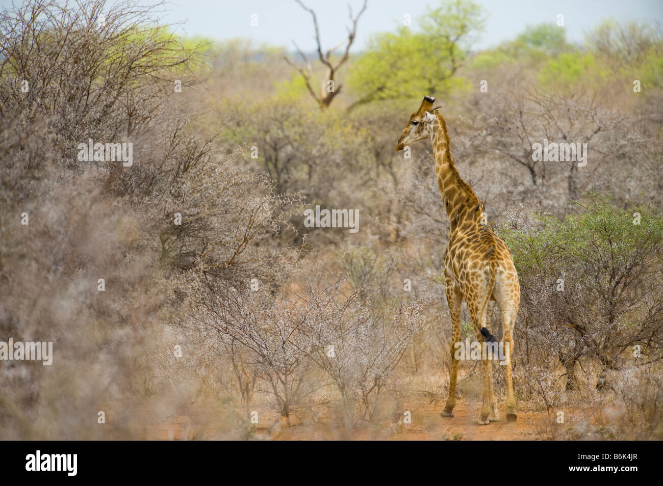 Wild giraffe GIRAFFA CAMELOPARDALIS Giraffa meridionale in acacia woodland sud Africa Sud-africa ambiente mangiare landscap ritratto Foto Stock