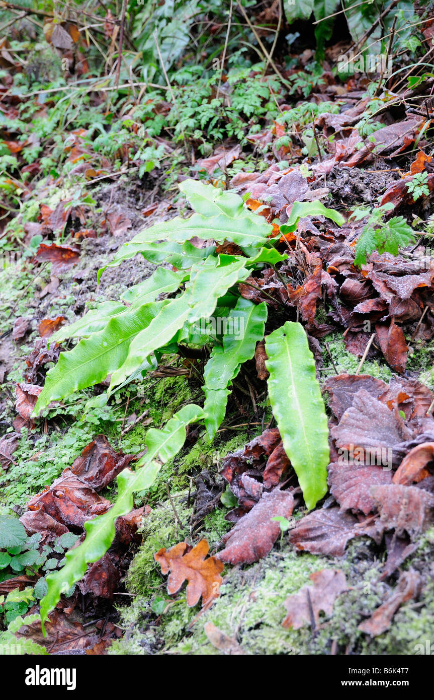 Hart linguetta della felce in Frost Foto Stock
