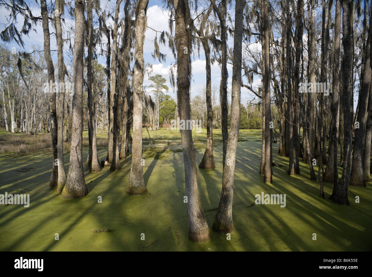 Il sole proietta ombre del cipresso calvo presso la palude di Audubon Giardino della Magnolia Plantation a Charleston, Carolina del Sud Foto Stock