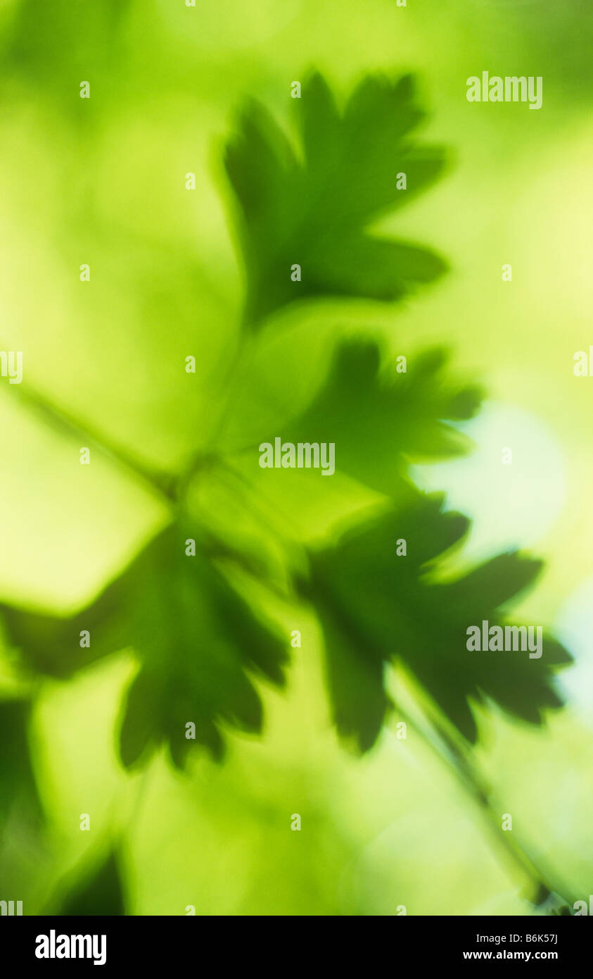 Impressionistica close up del gambo del verde retroilluminato con foglie di Albero di biancospino con golden backlit lascia dietro di sé Foto Stock