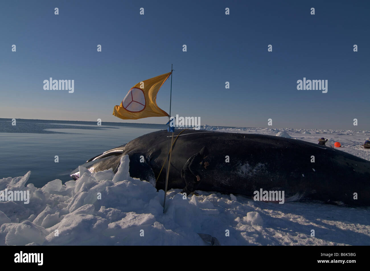 Un massiccio 48 piede 8 pollice bowhead whale Balaena mysticetus catturati da un Inupiaq caccia alle balene a fini di sussistenza equipaggio durante la caccia alla balena a molla Foto Stock