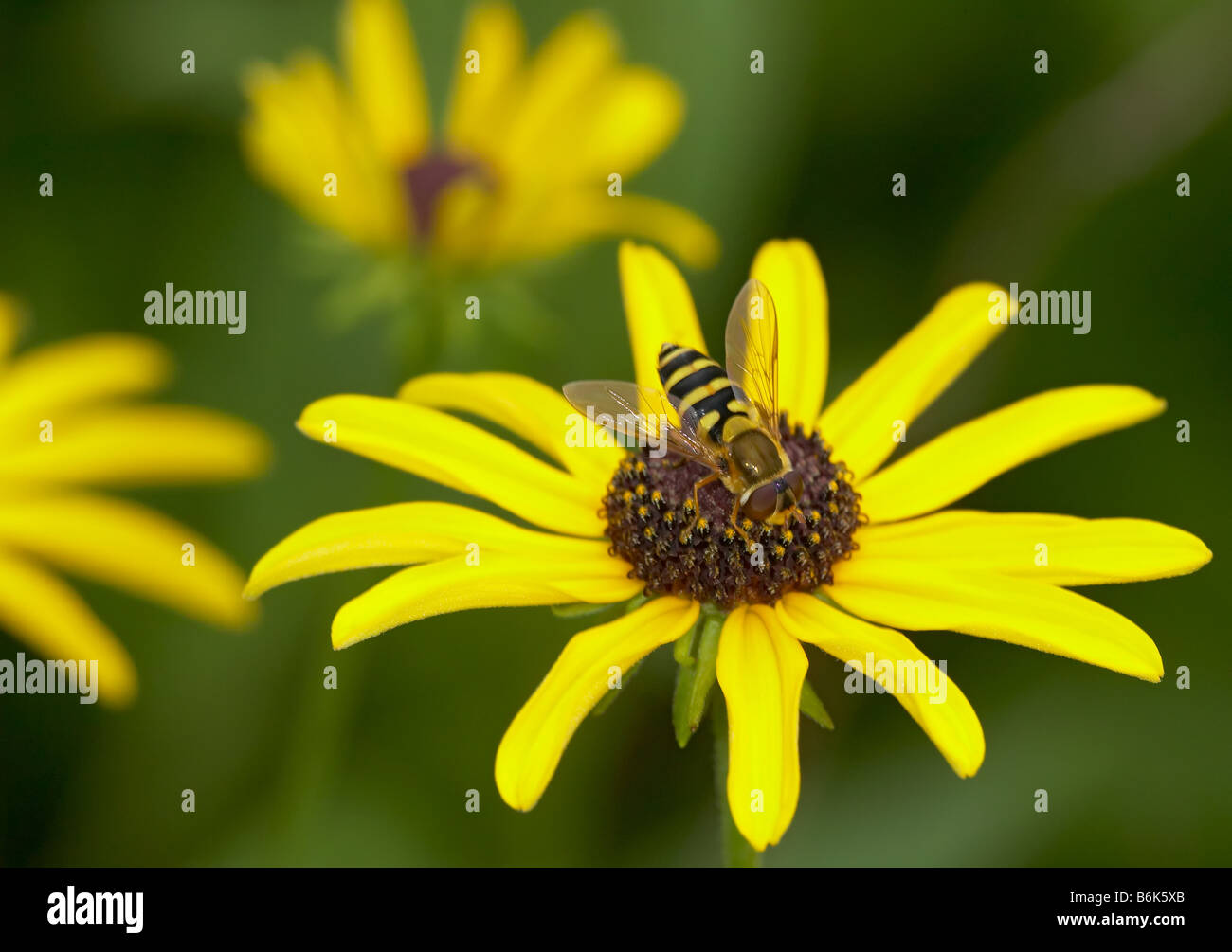 Hover Fly (Syrphus sp.) e un fiore giallo Foto Stock