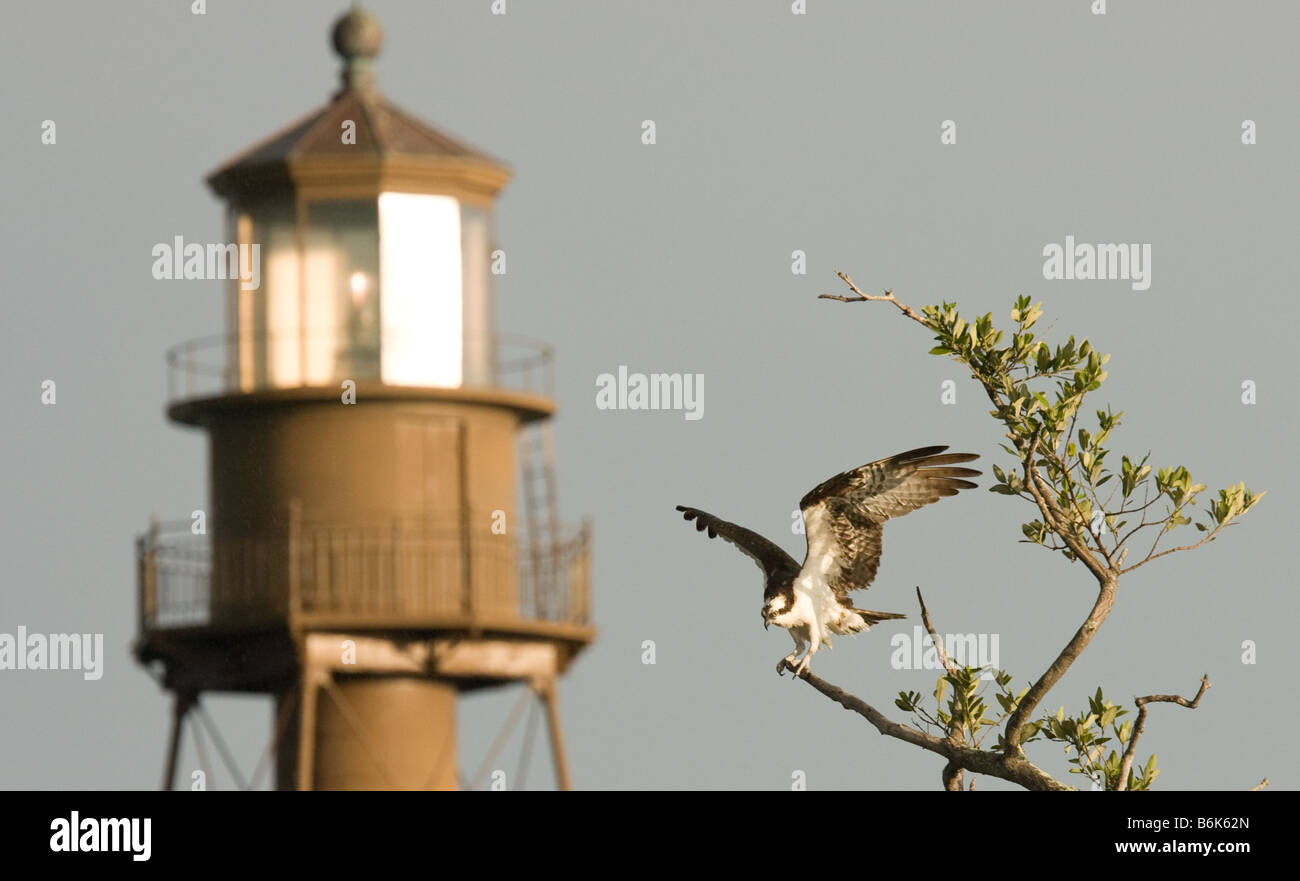 Un Osprey terre vicino al suo nido a prendere una pausa dalla pesca lungo la riva di Sanibel Island, Florida. Foto Stock