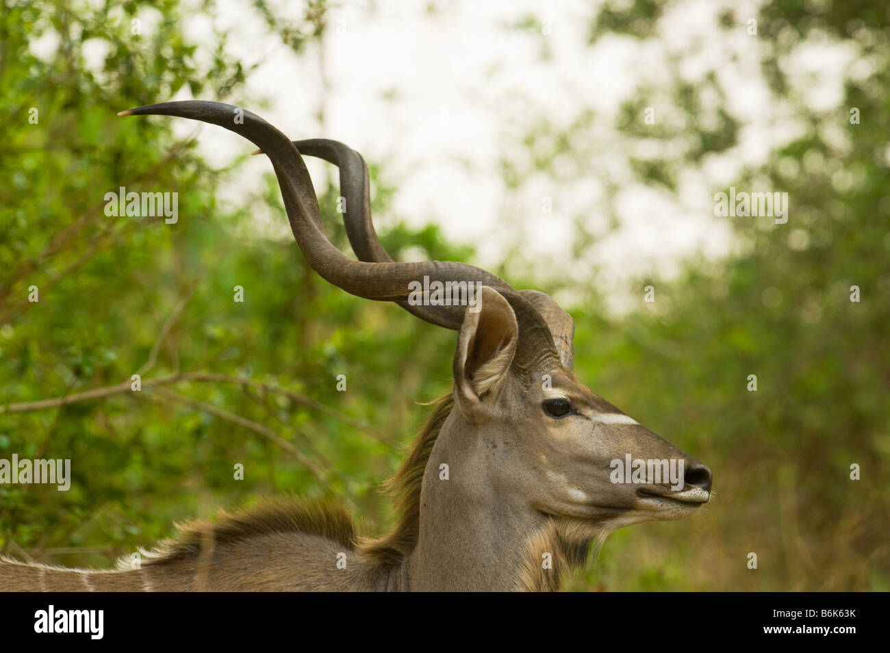 La fauna selvatica maggiore KUDU antilope TRAGELAPHUS STREPSICEROS buck con spirale spiralato maschio clacson camminando lungo il Sud Africa in modo Foto Stock