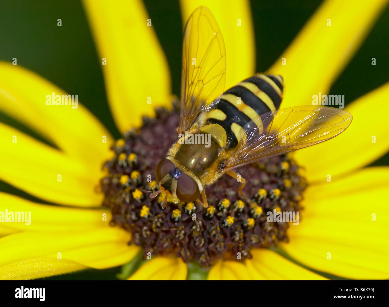 Hover Fly (Syrphus sp.) e fiore giallo Foto Stock