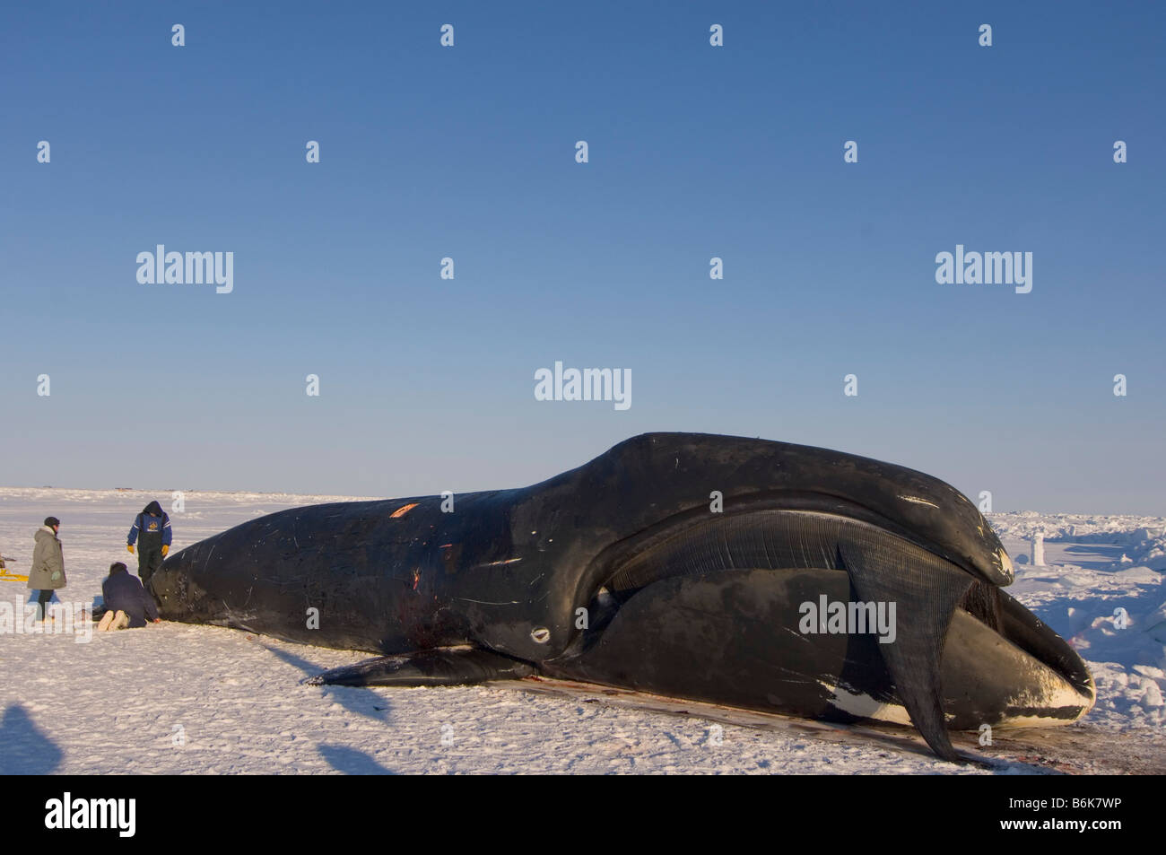 Inupiaq sussistenza whalers butcher un bowhead whale Balaena mysticetus catturati durante la primavera stagione di caccia alle balene sulla banchisa AK Foto Stock