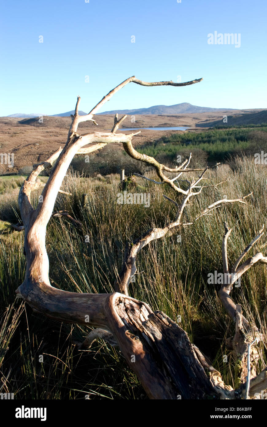 Albero morto insieme contro un aspro paesaggio di Donegal. Foto Stock