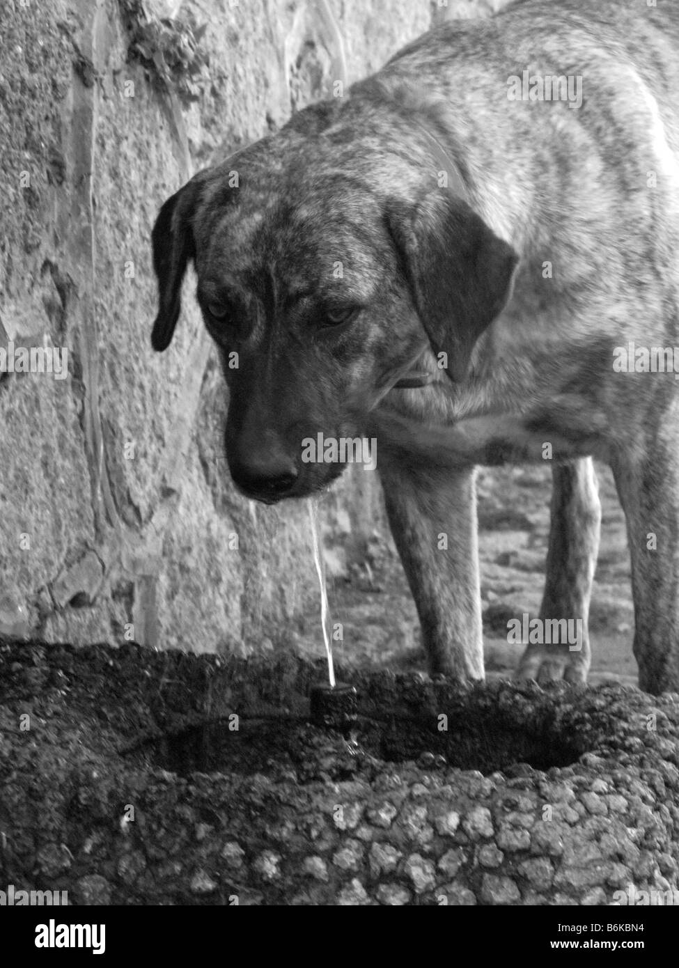 Feral cane bere da una fontana di strada,feral esistenti in uno stato selvaggio, in particolare descrivendo un animale che è stato addomesticato. Foto Stock