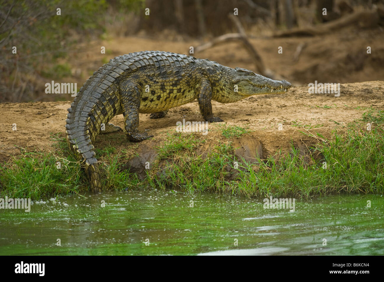 Fauna selvatica coccodrillo del Nilo Crocodylus niloticus sud-afrca sud africa al di fuori dell'acqua waterhole Big fat heavy soggiorno soggiorno Foto Stock