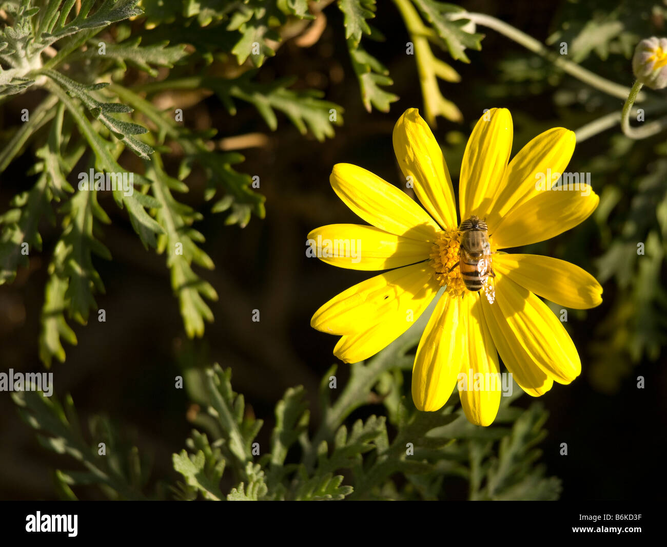Fiore giallo bee natura Chrysanthemum coronarium Ape su un fiore Foto Stock