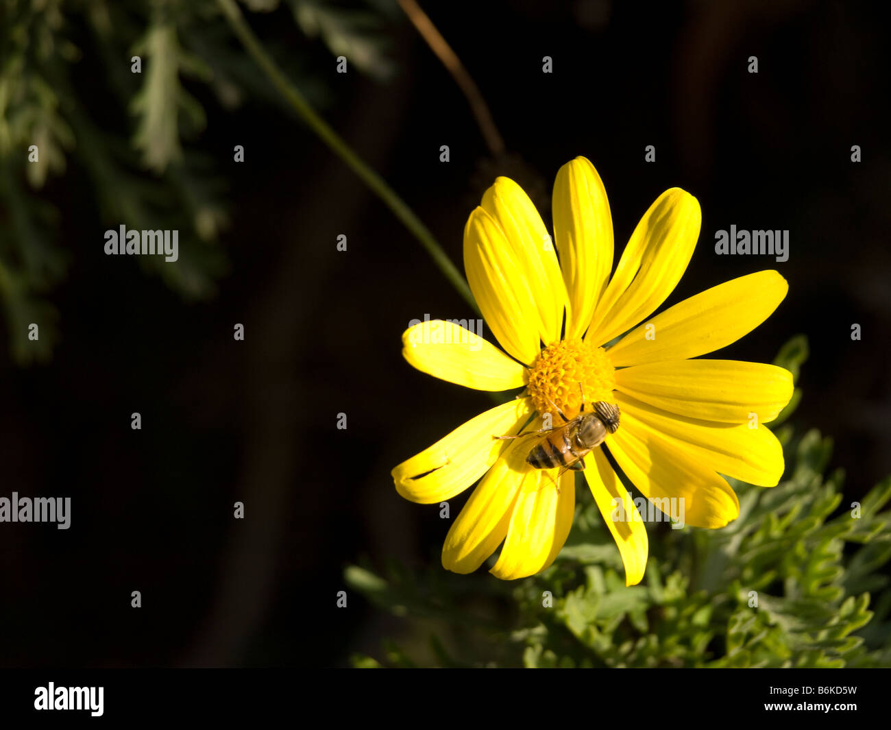 Fiore giallo bee natura Chrysanthemum coronarium Ape su un fiore Foto Stock