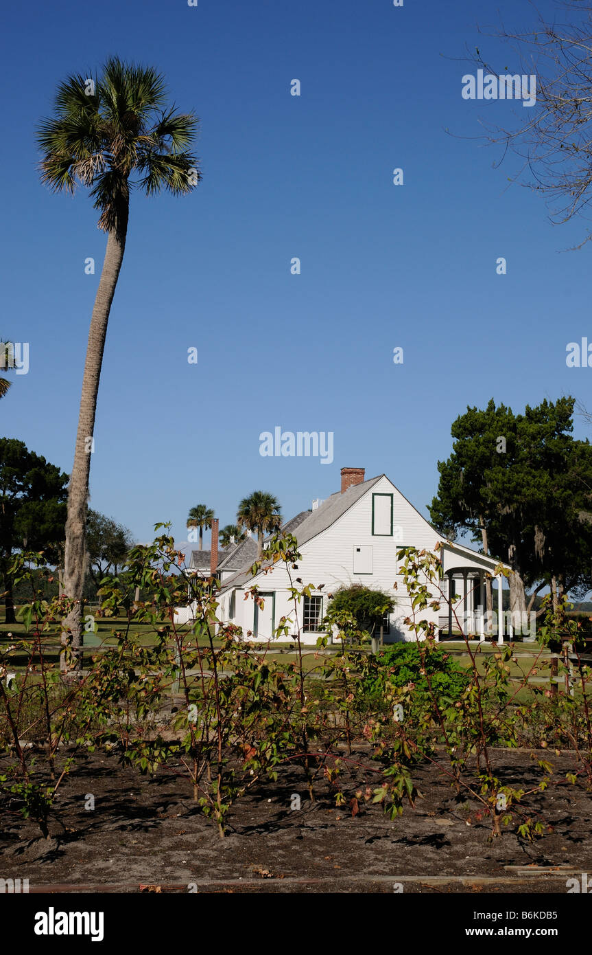 La coltivazione del cotone sullo storico Kingsley Plantation nel nord della Florida USA Foto Stock