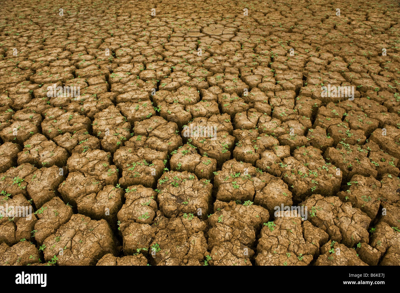 La stagione secca Condimento Aromatizzato scarico meteo girare a secco disidratare disidratato disidratante inaridirsi shrivelling exsiccating di essiccazione Foto Stock