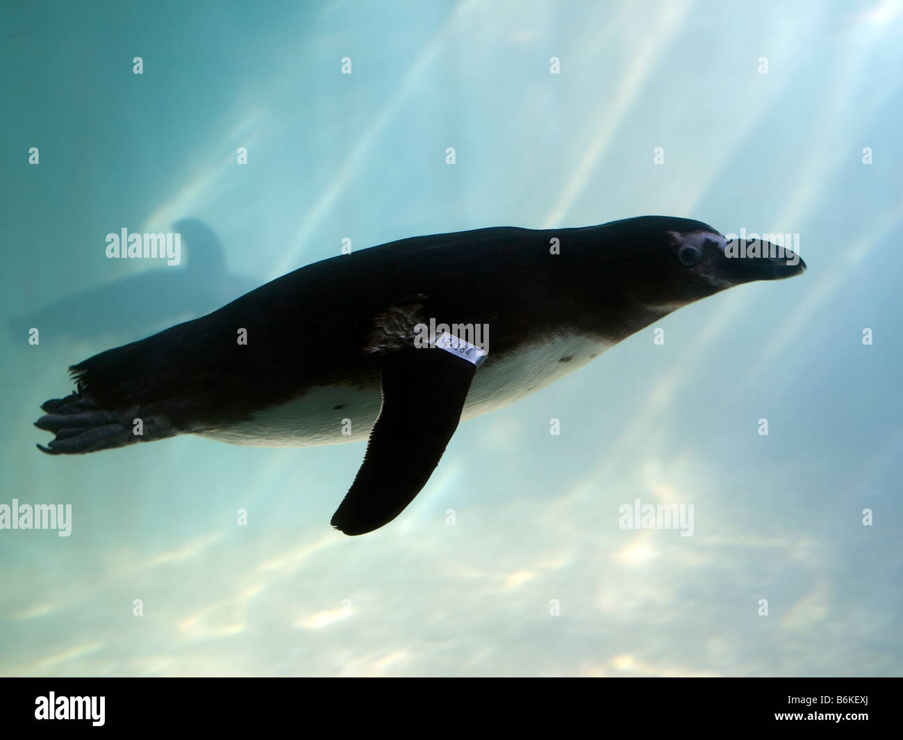 Pinguino nuoto in Gerusalemme lo Zoo Biblico. Foto Stock