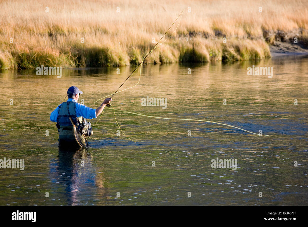 Pescatore a mosca, Madison River, il Parco Nazionale di Yellowstone, Wyoming USA Foto Stock