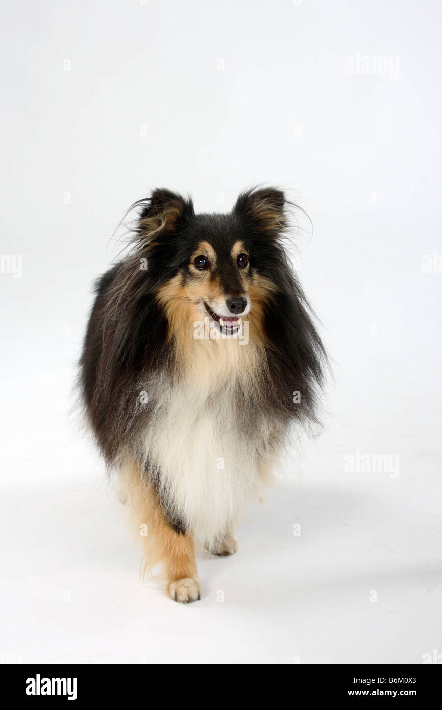Sheltie 10 anni Shetland Sheepdog Foto Stock