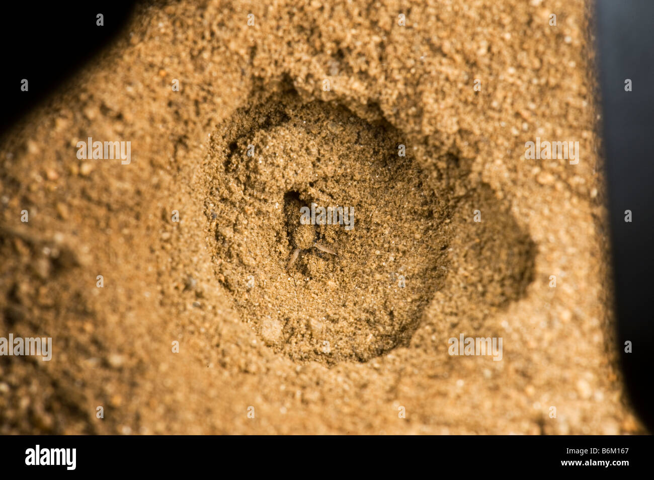 Fauna selvatica ant lion makro macro ambiente sandhole Sud-africa pit conica soft suolo sabbioso per intrappolare insetti bianco giallo LIMPO Foto Stock