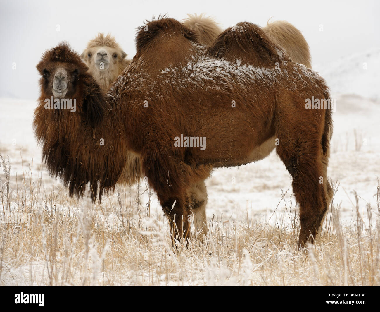 Il Bactrian cammelli. Juvenal camel in luce la pelliccia di colore dietro la madre. Foto Stock