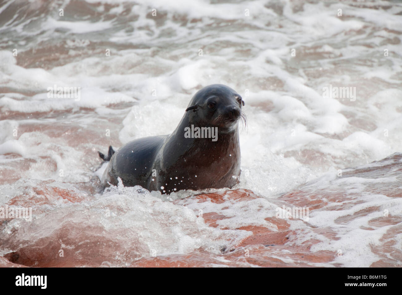 Capo pelliccia sigillo Pup provenienti dall Oceano su rocce rosse, Cape Cross, Namibia Foto Stock