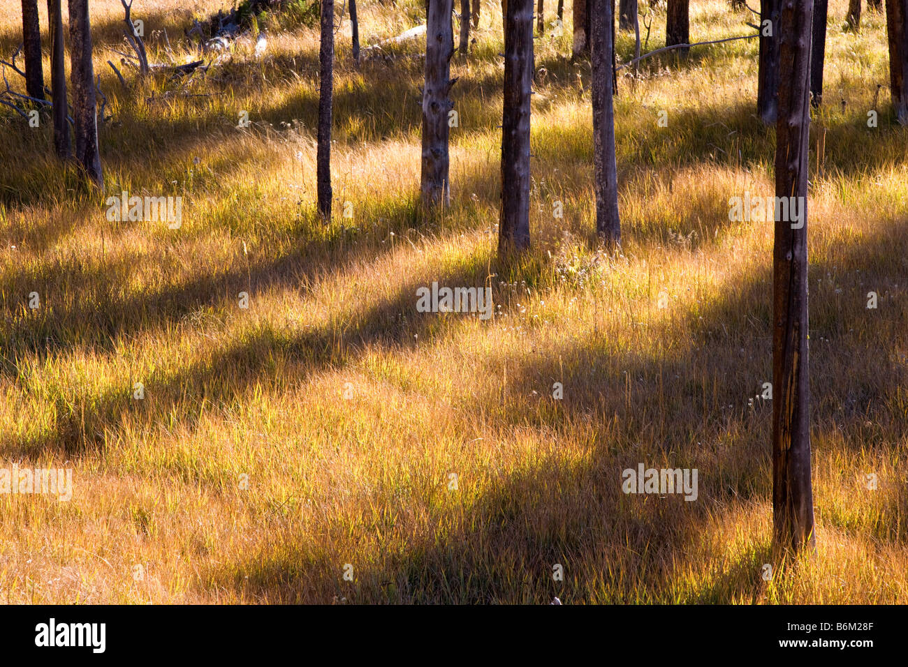 Prato di graminacee oro in autunno tra lodgepole pine trees, vicino il gibbone Fiume, Parco Nazionale di Yellowstone, Wyoming USA Foto Stock