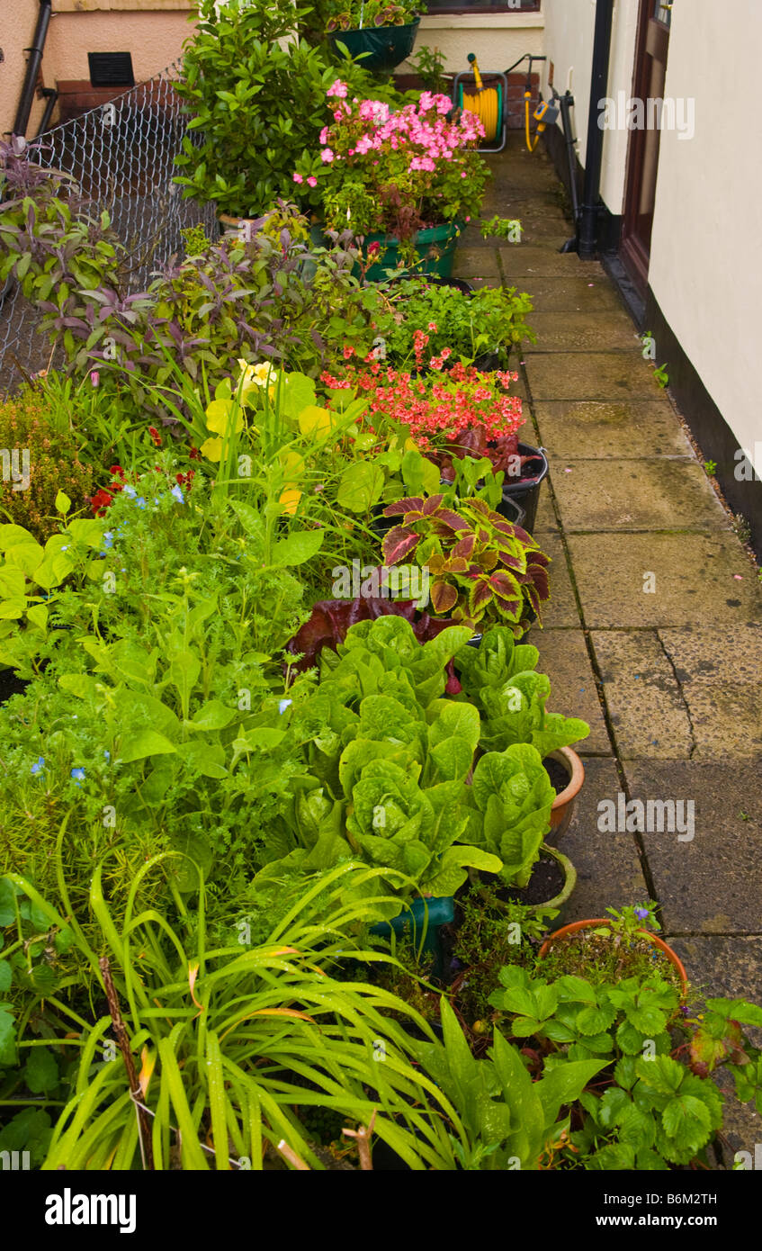 Piccolo giardino urbano la coltivazione dei fiori arbusti e insalata raccolti in contenitori REGNO UNITO Foto Stock