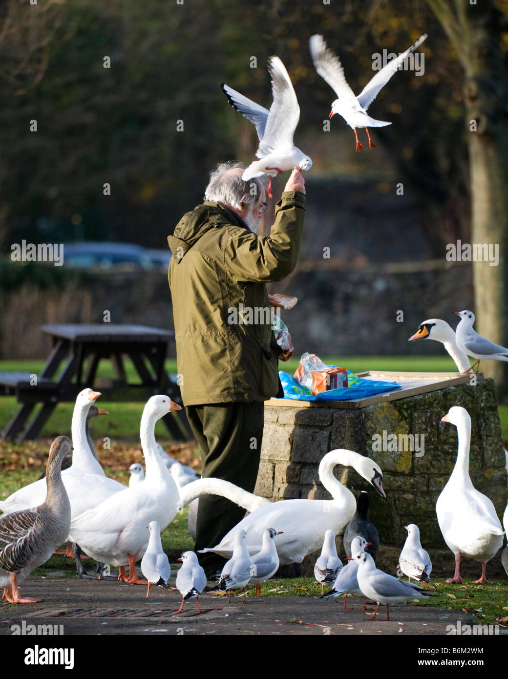 Un uomo alimentazione di uccelli selvatici in un parco pubblico. Foto Stock