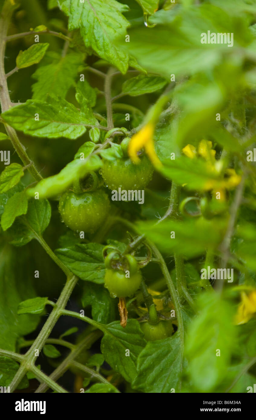 Pomodori finale essendo cresciuto in montato a parete contenitore in Piccolo giardino urbano UK Foto Stock