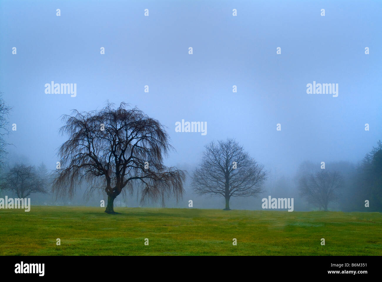 Alberi in un campo su un nebbioso giorno Foto Stock