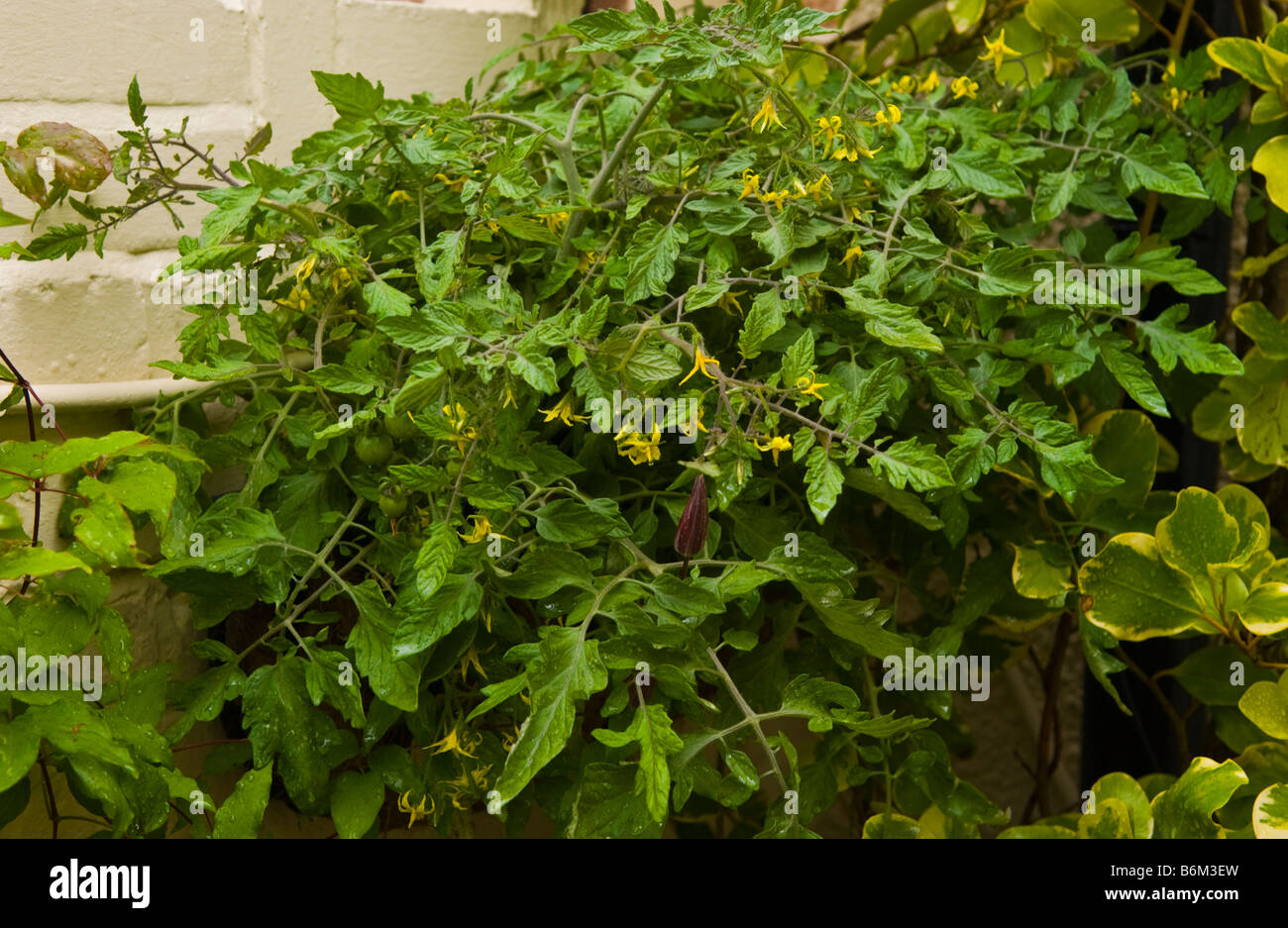 Pomodori finale essendo cresciuto in montato a parete contenitore in Piccolo giardino urbano UK Foto Stock